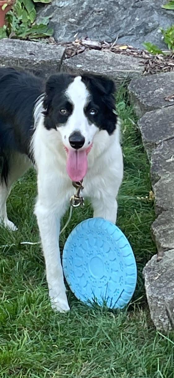 Roxie, Adopted, Adult Female Border Collie.