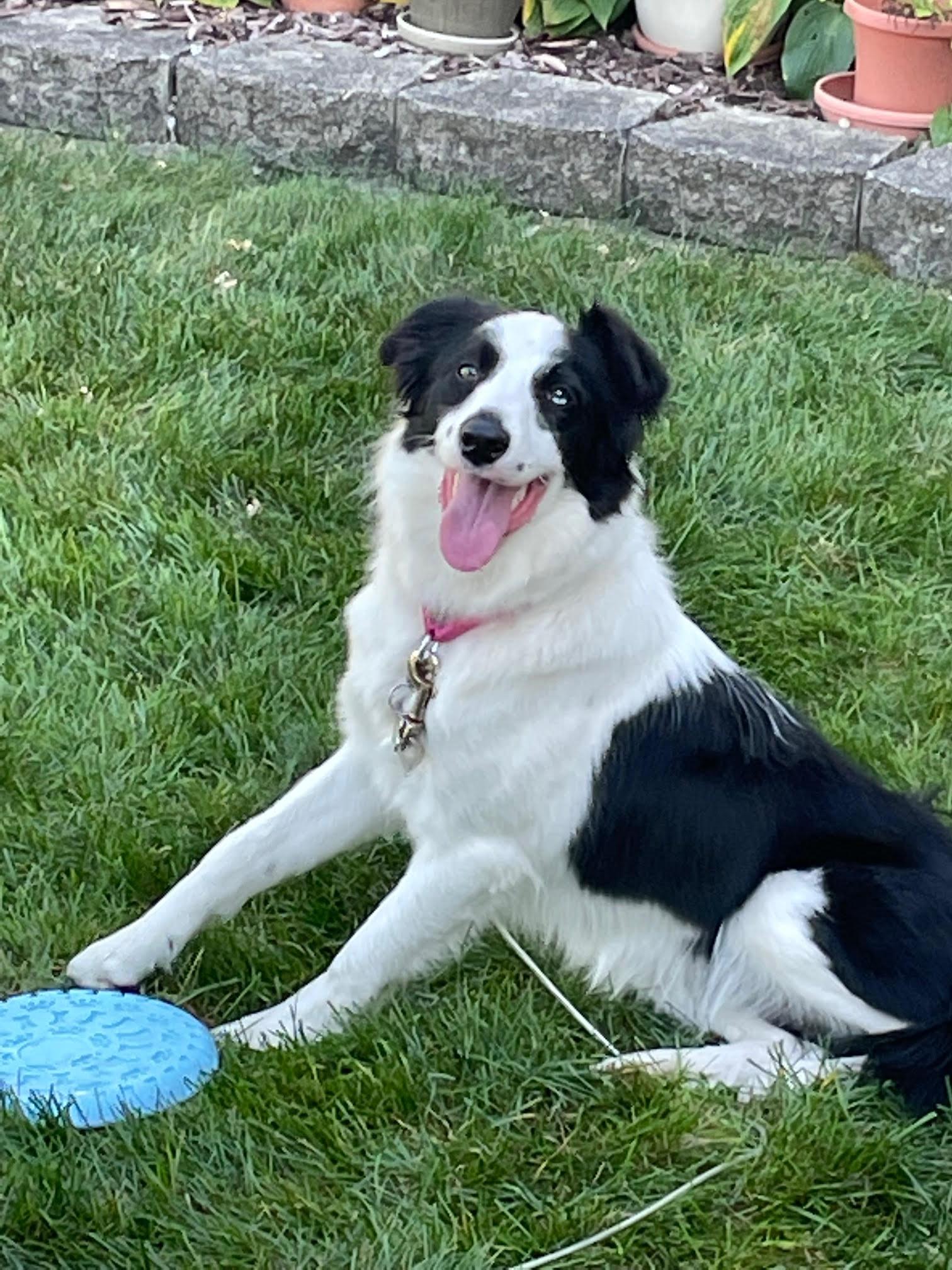 Enlarge Roxie, a Adopted Border Collie in Island Lake, IL image 2/3