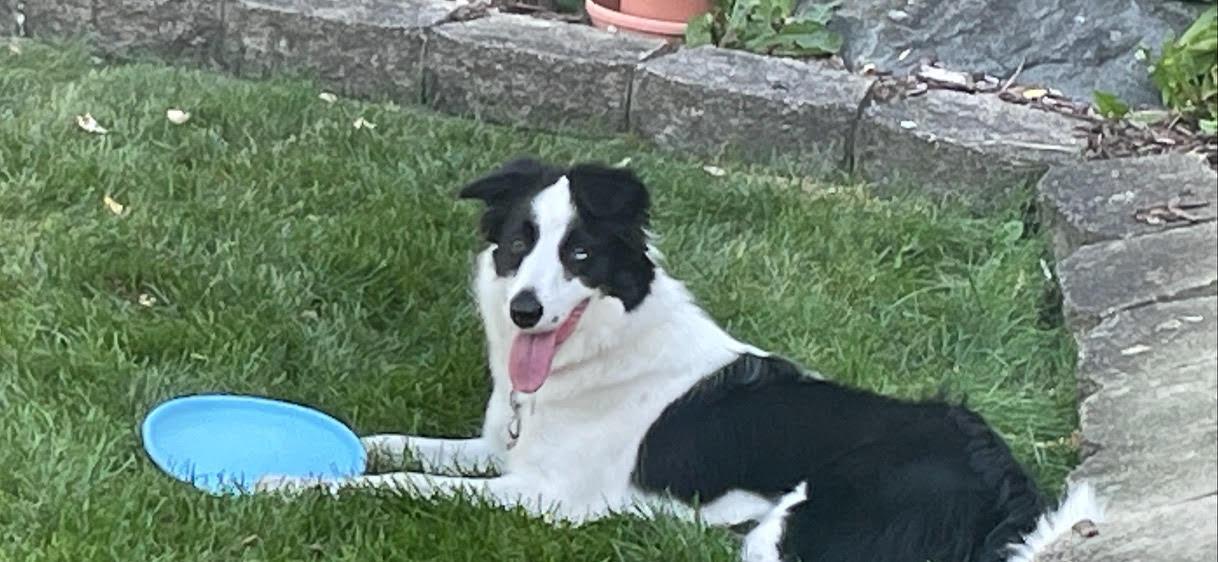 Enlarge Roxie, a Adopted Border Collie in Island Lake, IL image 3/3