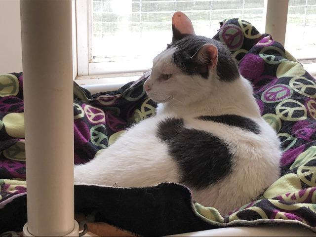 Enlarge Spot, a Adoptable mixed breed in Bourbonnais, IL image 1/6