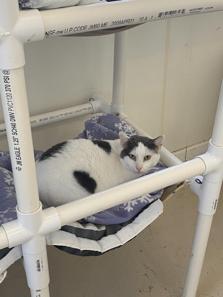 Enlarge Spot, a Adoptable mixed breed in Bourbonnais, IL image 1/3