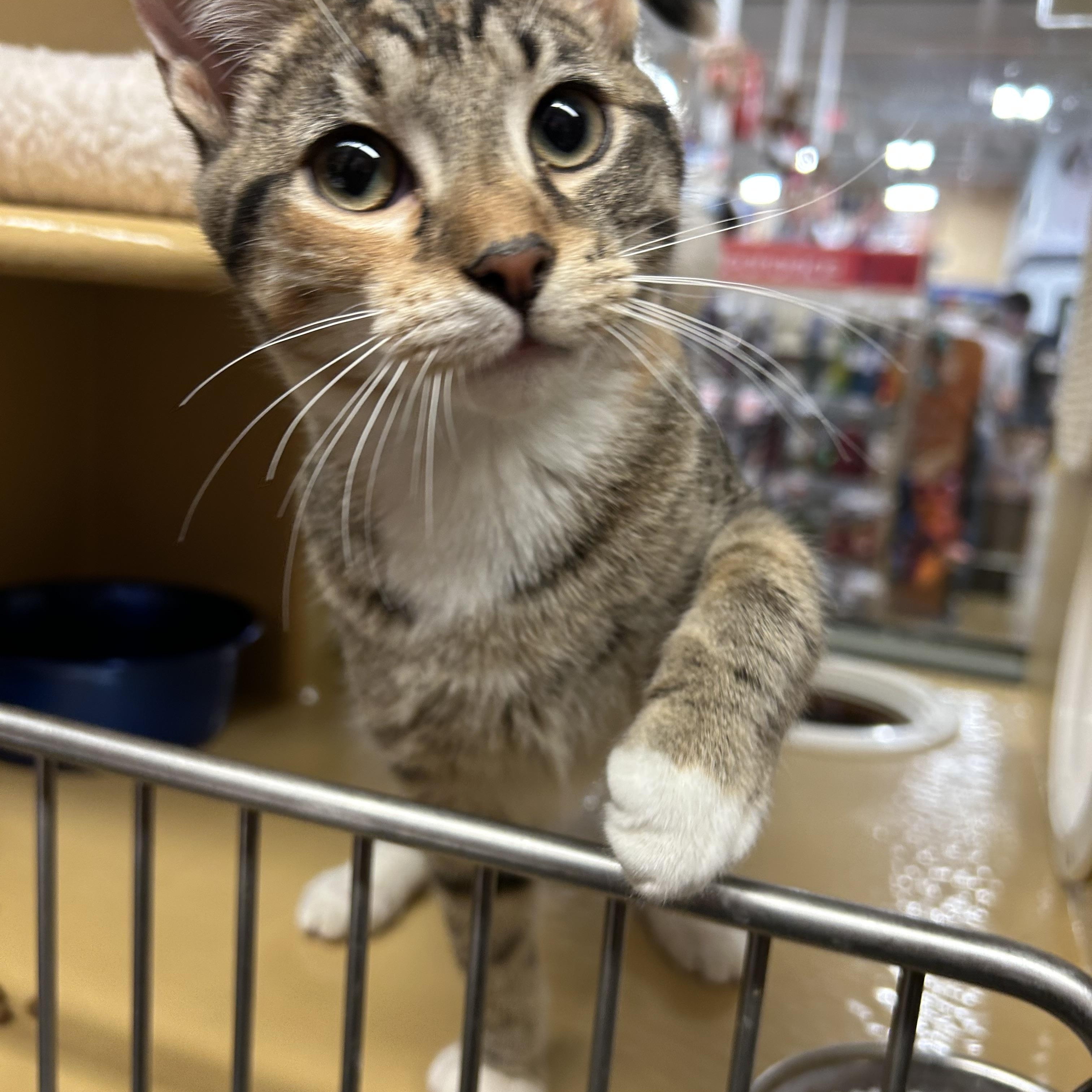Agnatha and Frida , a ADOPTABLE Domestic Short Hair in Fairfax, VA image 6/6