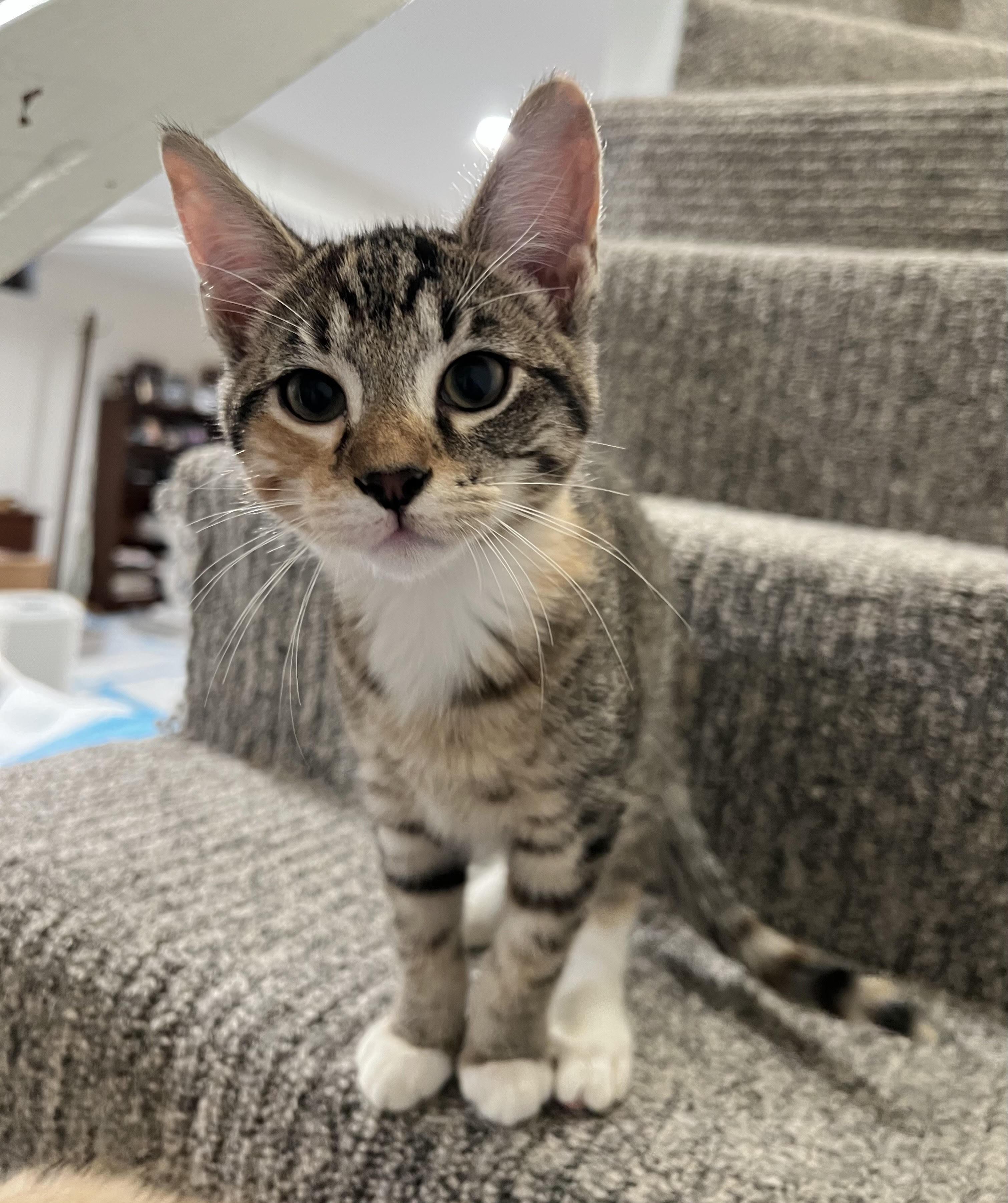 Agnatha and Frida , a ADOPTABLE Domestic Short Hair in Fairfax, VA image 5/6