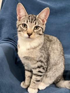 Agnatha and Frida , a ADOPTABLE Domestic Short Hair in Fairfax, VA image 3/6