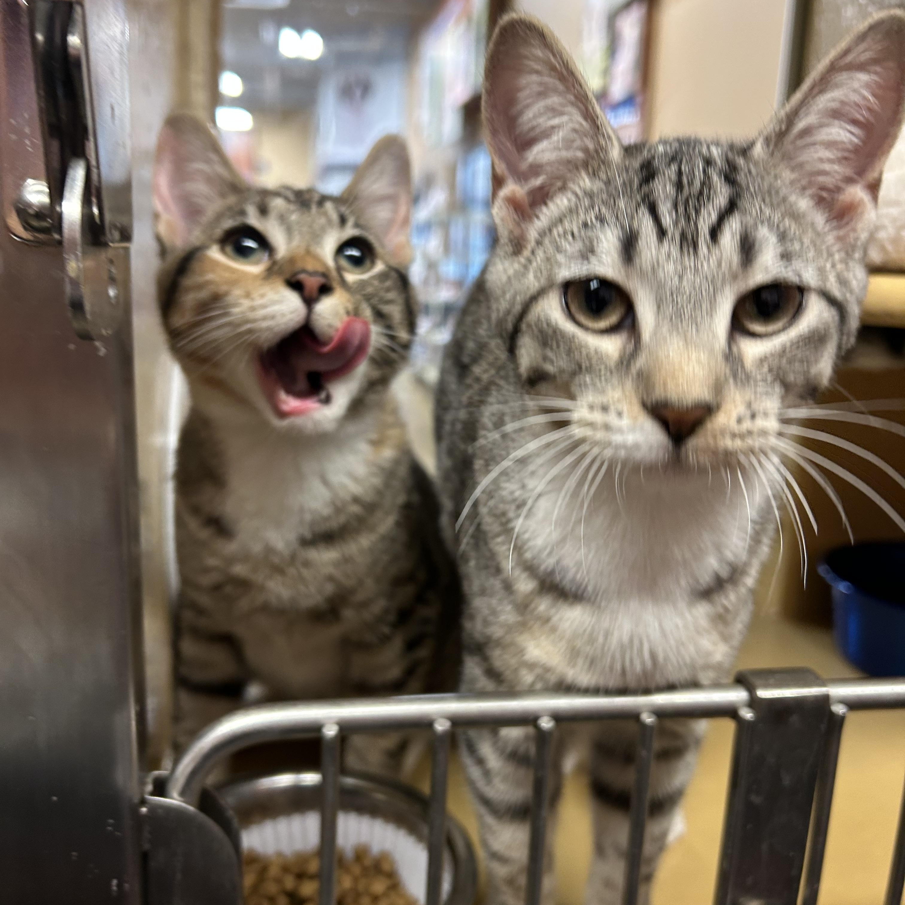 Agnatha and Frida , a ADOPTABLE Domestic Short Hair in Fairfax, VA image 1/6