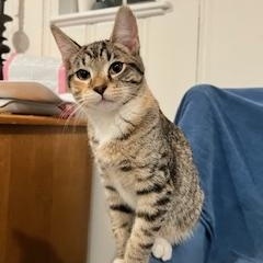 Agnatha and Frida , a ADOPTABLE Domestic Short Hair in Fairfax, VA image 2/6