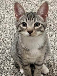 Agnatha and Frida , a ADOPTABLE Domestic Short Hair in Fairfax, VA image 4/6