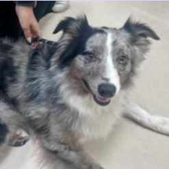 Enlarge Cash, an adopted Australian Shepherd in St. Augustine, FL image 2/2