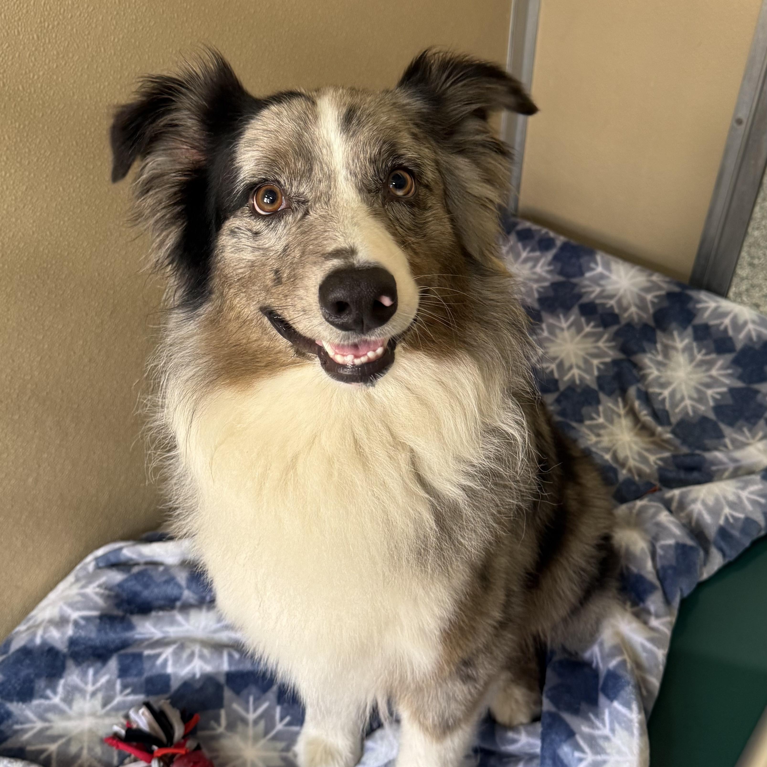 Cash, adopted, Adult Male Australian Shepherd.