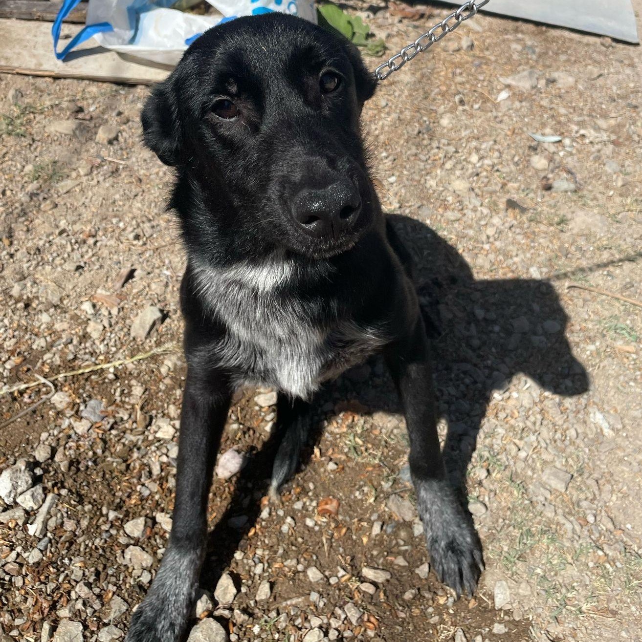 Morita, adoptable, Adult Female Shepherd.