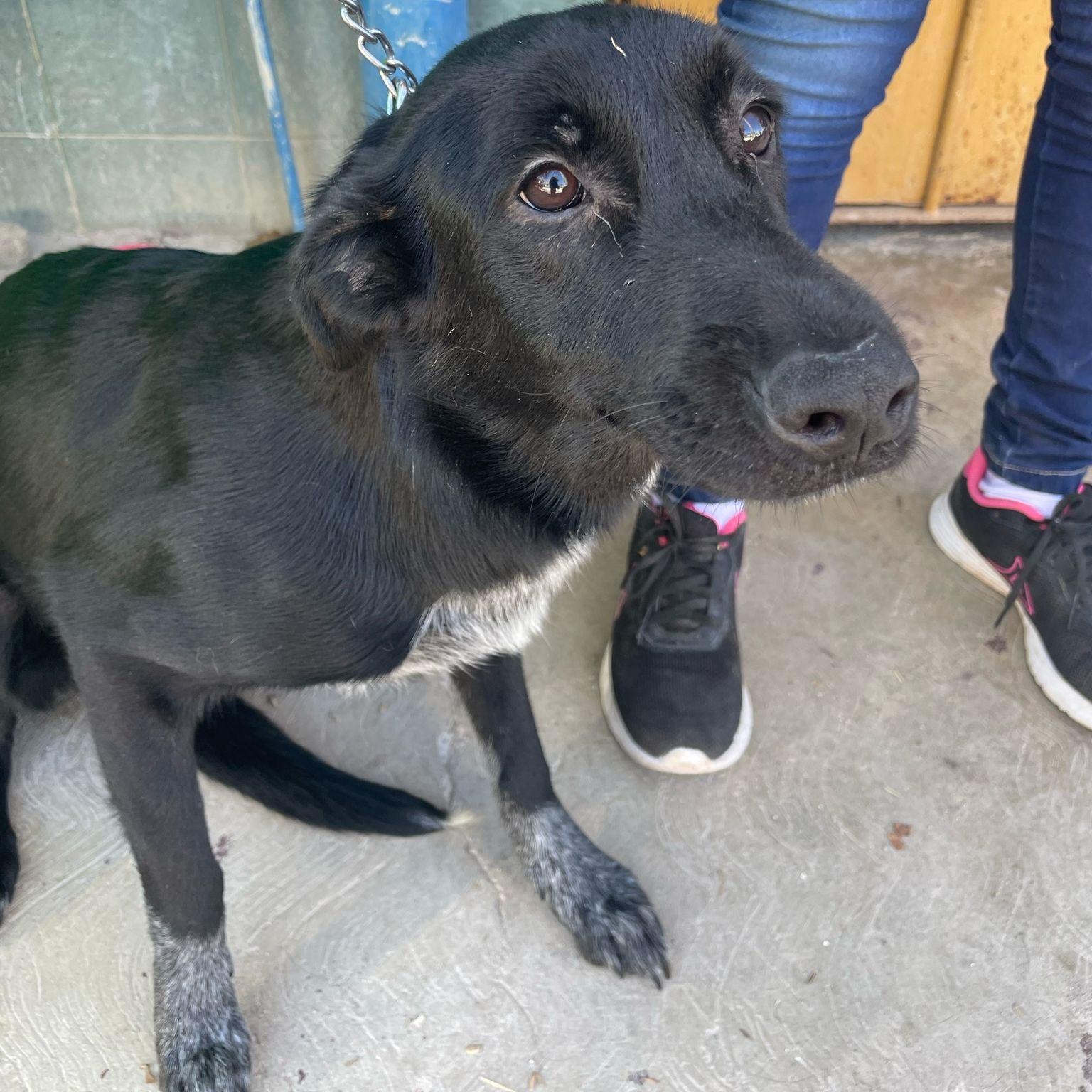 Morita, an adoptable mixed breed in Toronto, ON image 2/2