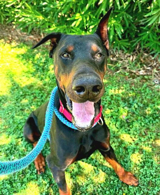 SNUFFLEUPAGUS, Adoptable, Adult Male Doberman Pinscher.