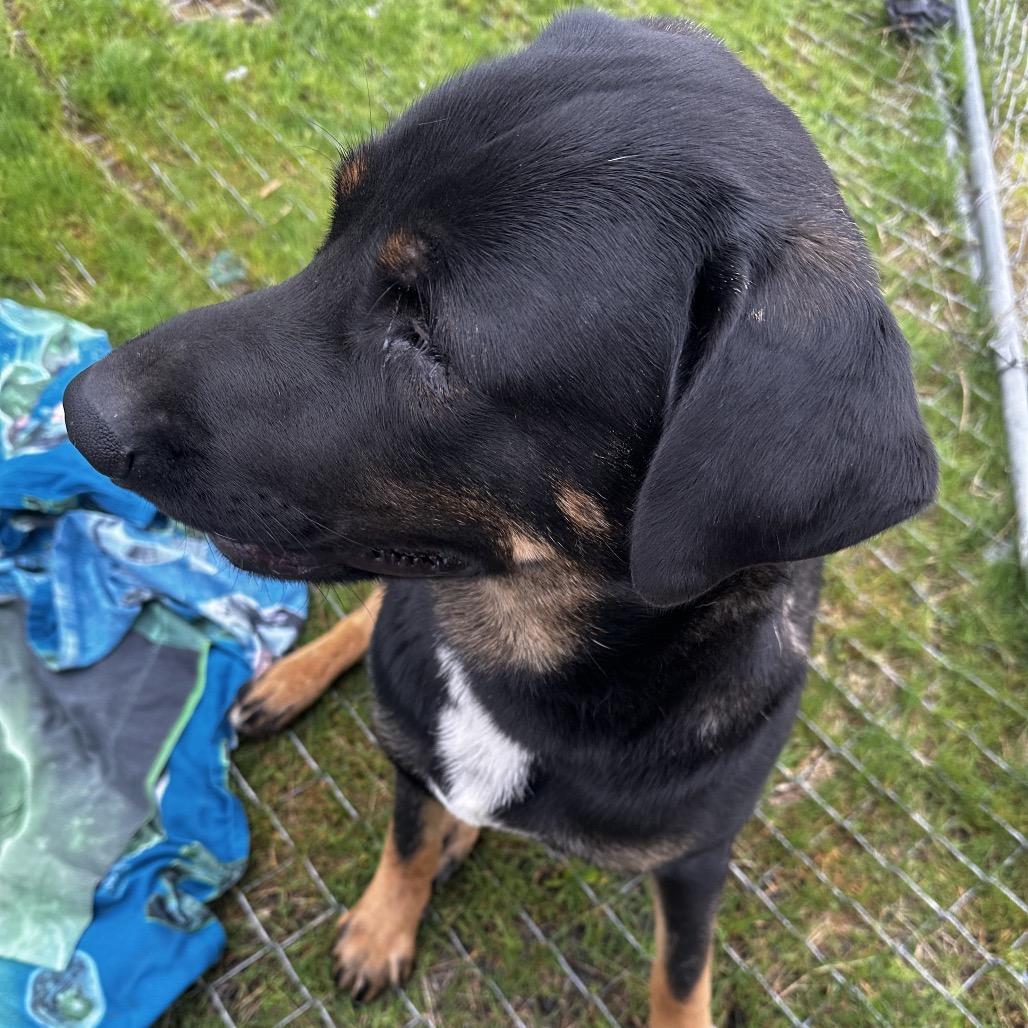 Boomer, Adoptable, Young Male German Shepherd Dog & Labrador Retriever.