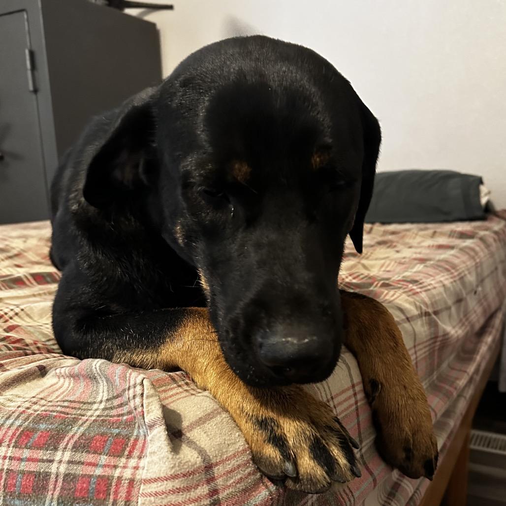 Enlarge Boomer, a Adoptable mixed breed in Cashmere, WA image 2/6