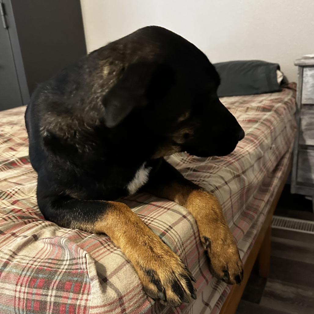 Enlarge Boomer, a Adoptable mixed breed in Cashmere, WA image 3/6