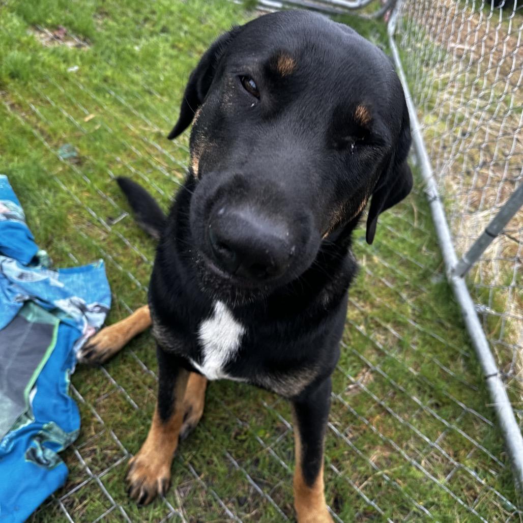 Enlarge Boomer, a Adoptable mixed breed in Cashmere, WA image 4/6