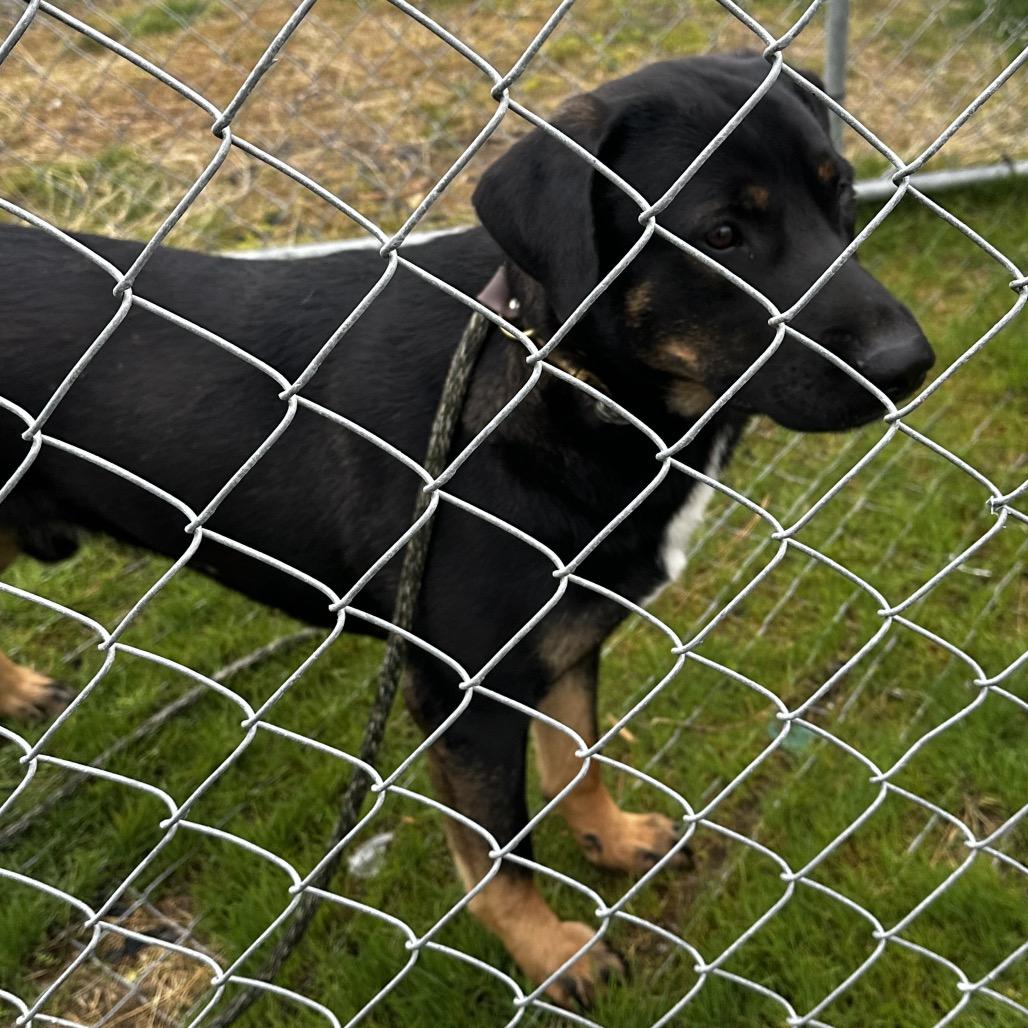 Enlarge Boomer, a Adoptable mixed breed in Cashmere, WA image 5/6