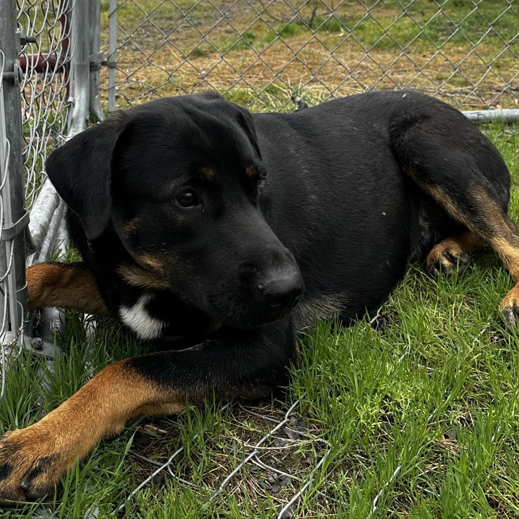 Enlarge Boomer, a Adoptable mixed breed in Cashmere, WA image 6/6
