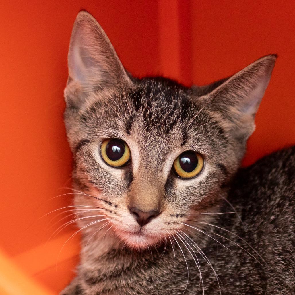 Enlarge Mila, a Adoptable Domestic Short Hair in Middletown, RI image 1/1