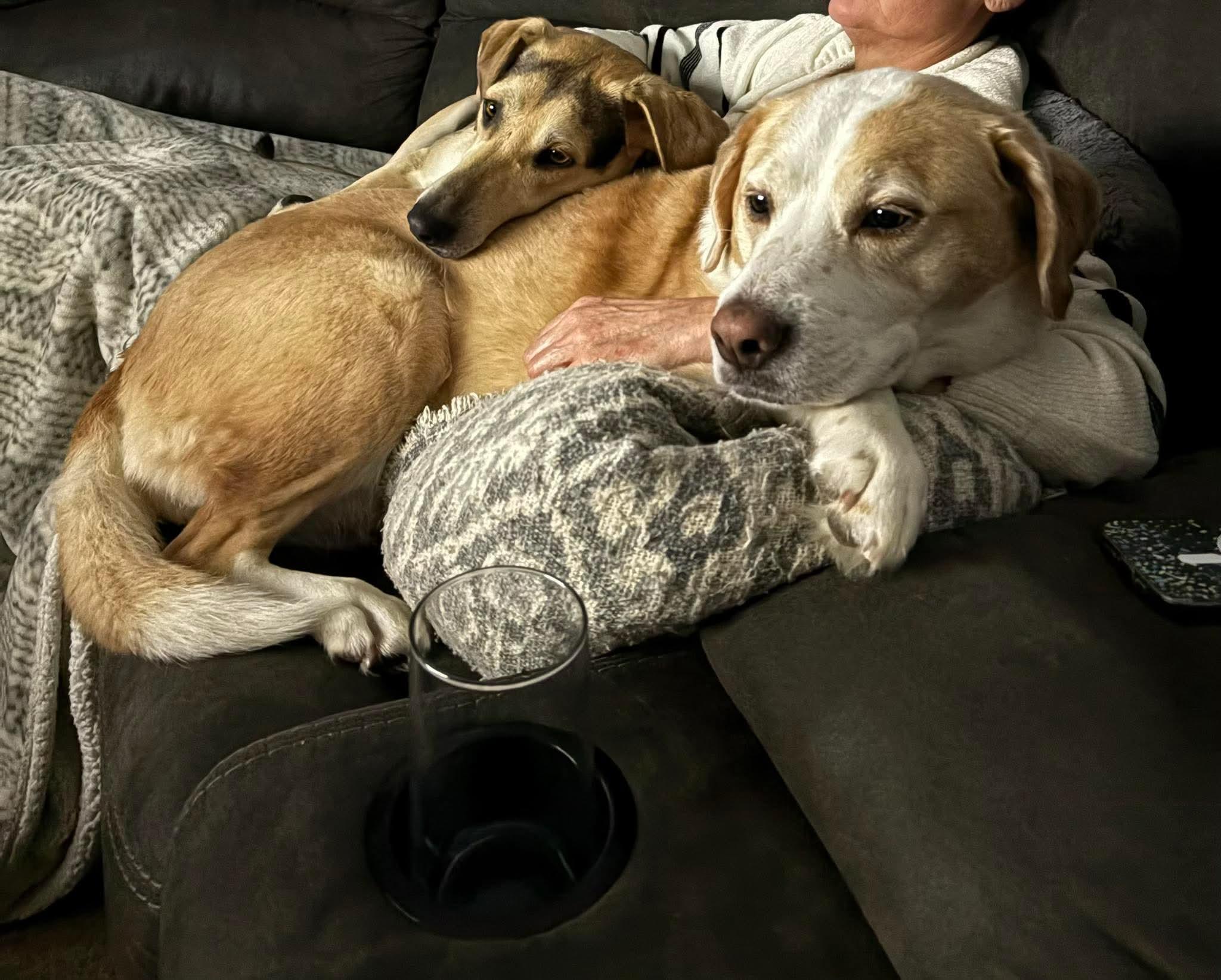 Enlarge Rain, an adoptable mixed breed in Little Rock, AR image 6/6