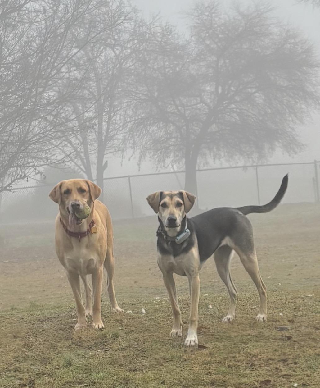 Enlarge Rain, a Adoptable mixed breed in Little Rock, AR image 6/6