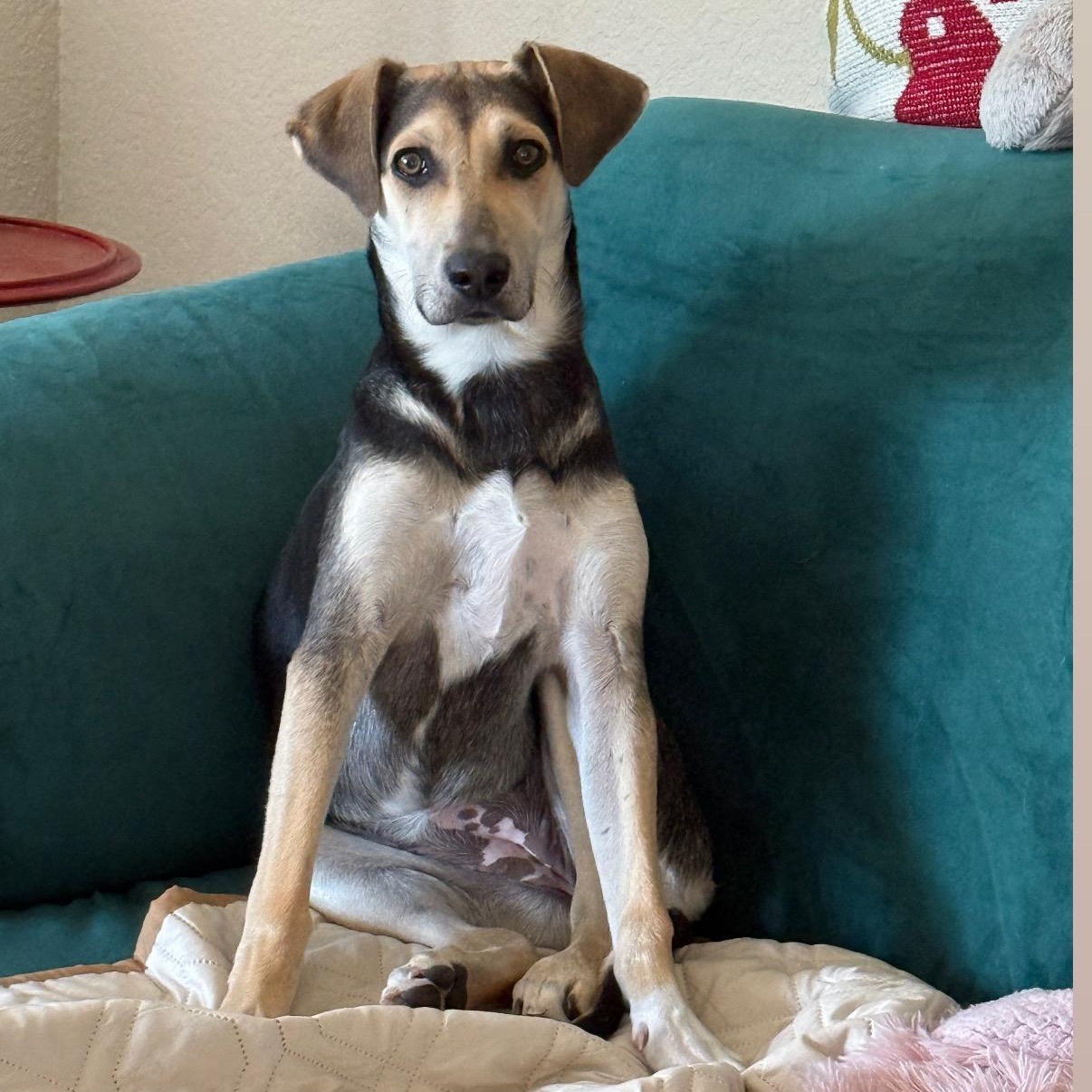 Rain, a Adoptable mixed breed in Little Rock, AR image 4/6