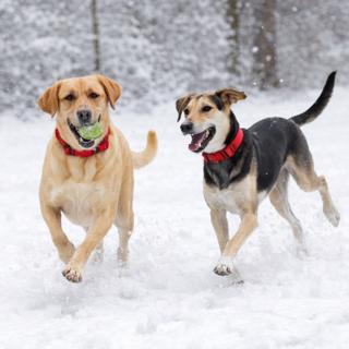 Enlarge Rain, an adoptable mixed breed in Little Rock, AR image 3/6