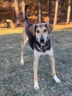 Enlarge Rain, a Adoptable mixed breed in Little Rock, AR image 2/6