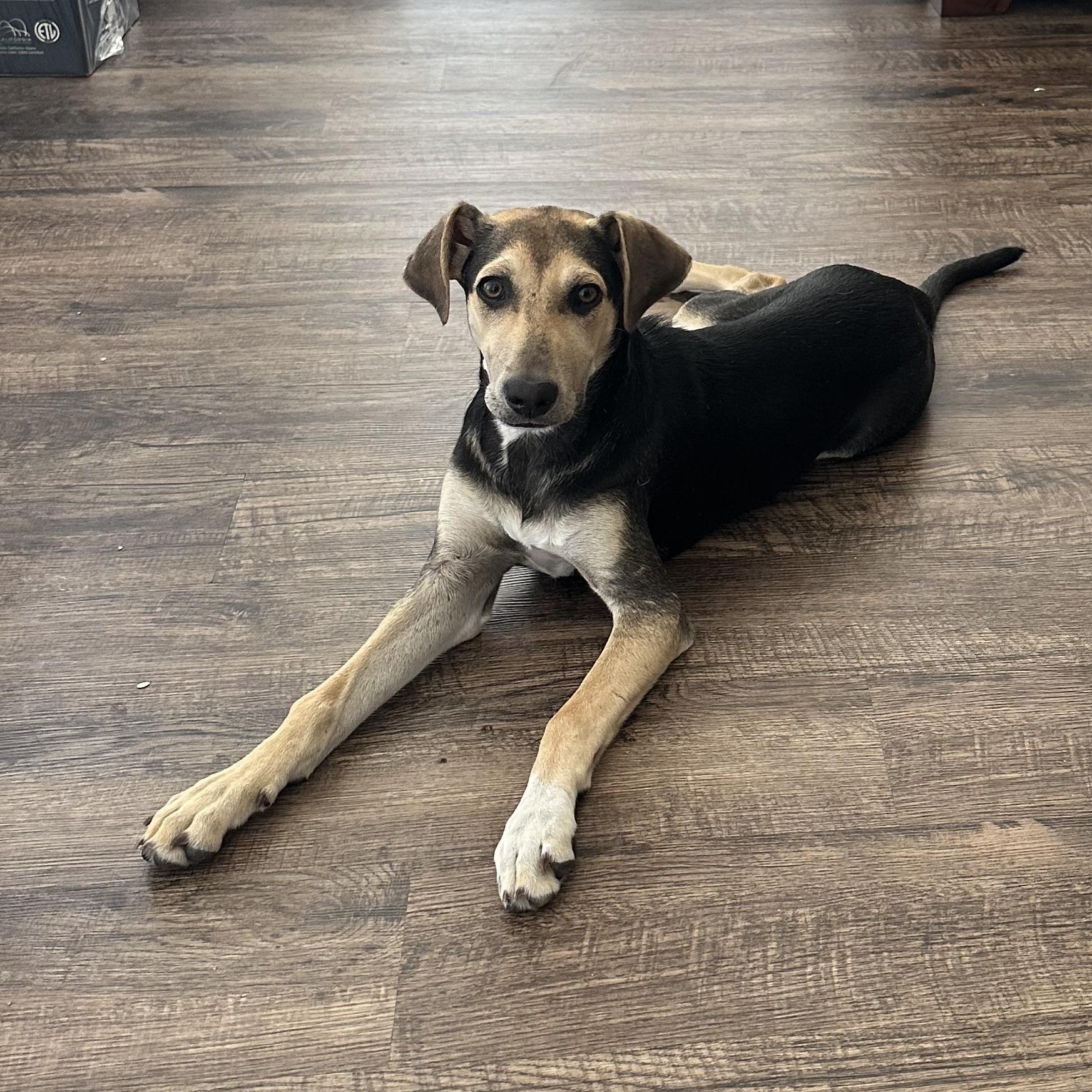 Rain, a Adoptable mixed breed in Little Rock, AR image 6/6