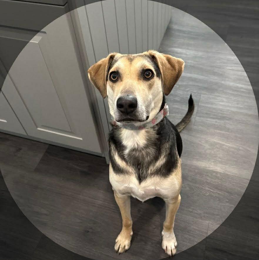 Enlarge Rain, an adoptable mixed breed in Little Rock, AR image 2/6