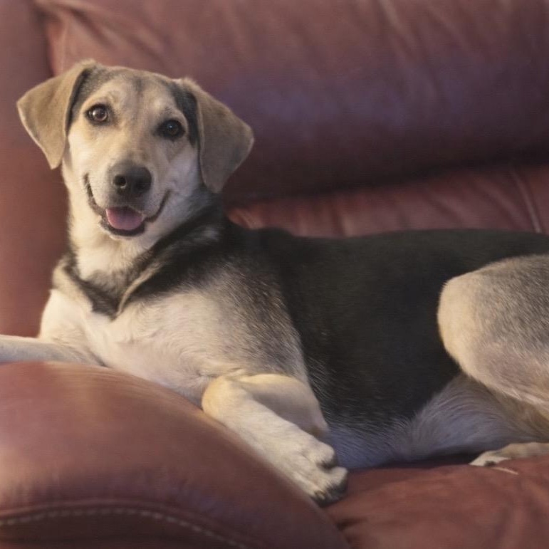 Enlarge Rain, an adoptable mixed breed in Little Rock, AR image 1/6