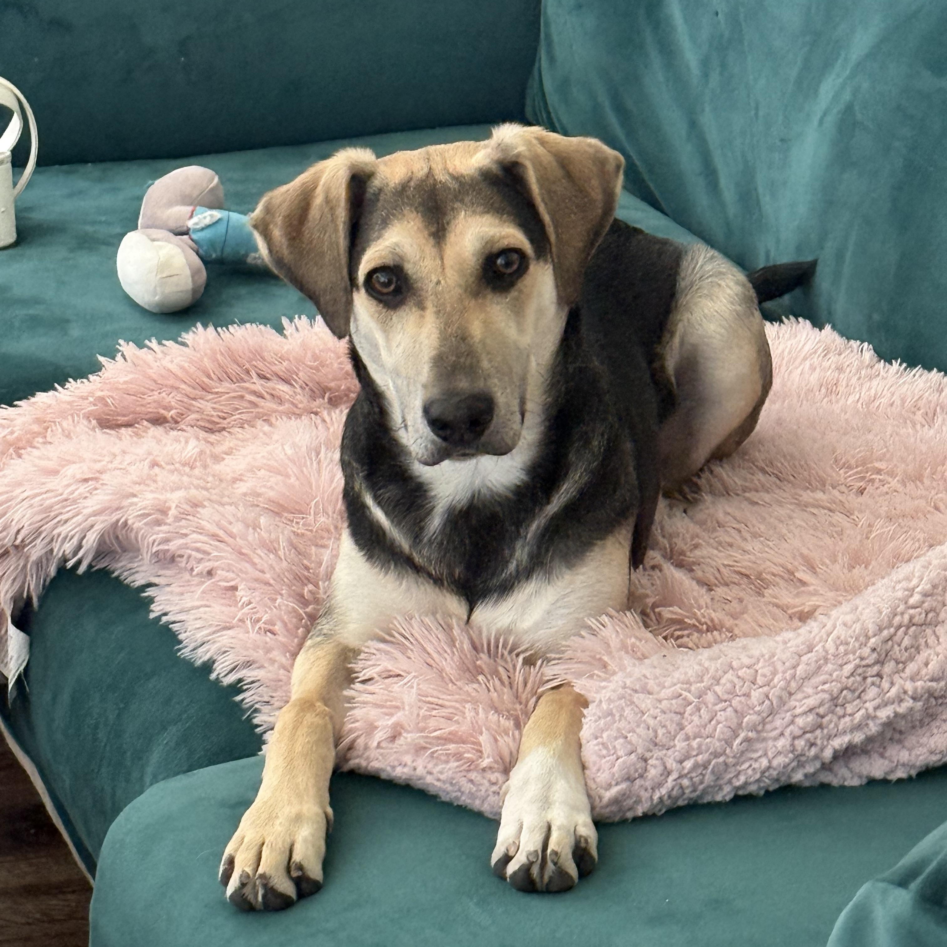 Rain, a Adoptable mixed breed in Little Rock, AR image 1/6