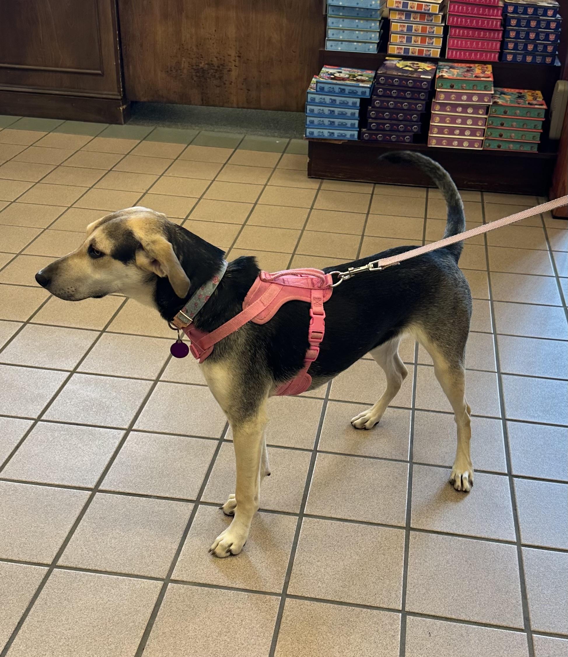 Rain, a Adoptable mixed breed in Little Rock, AR image 3/6