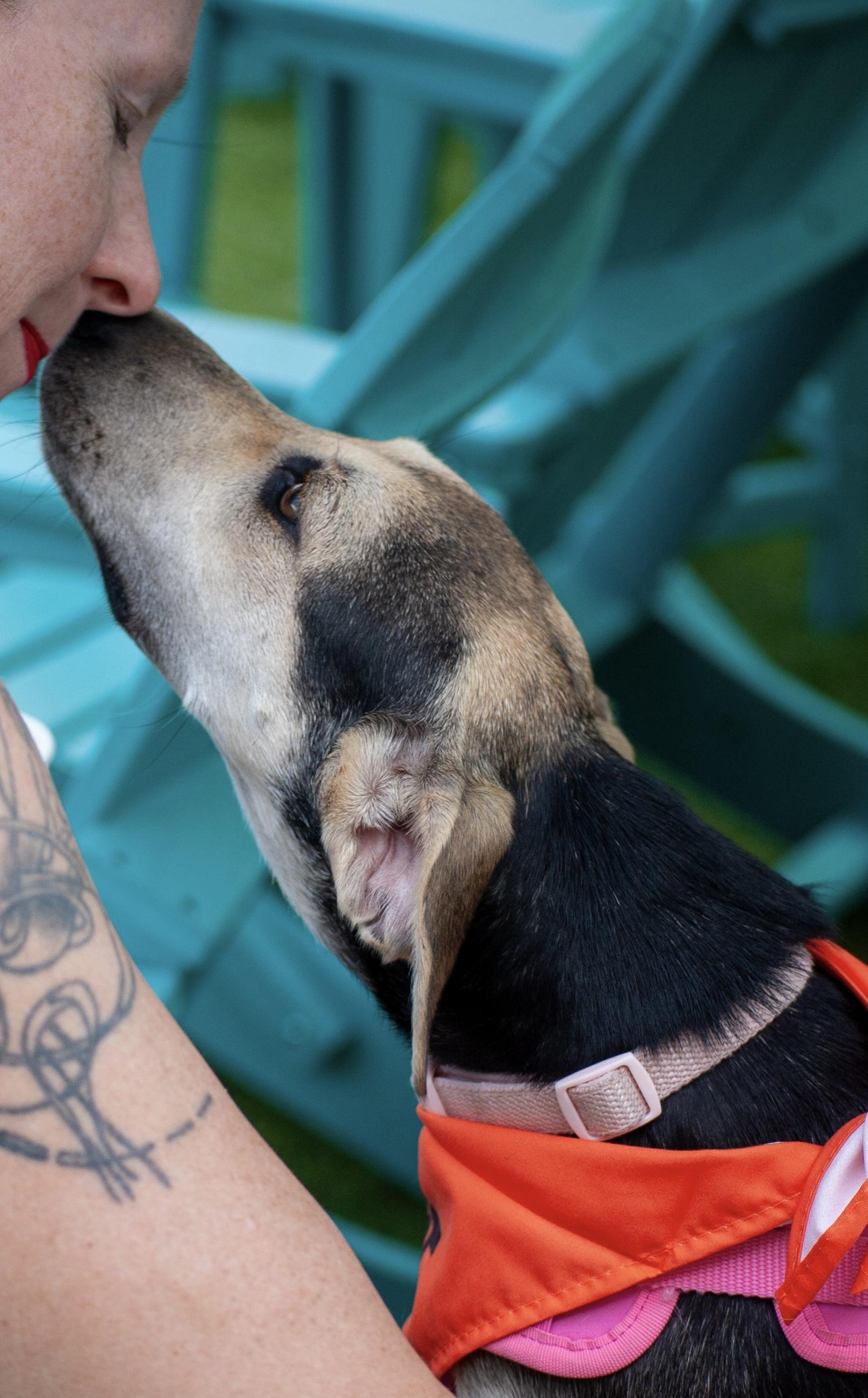 Rain, a Adoptable mixed breed in Little Rock, AR image 2/6