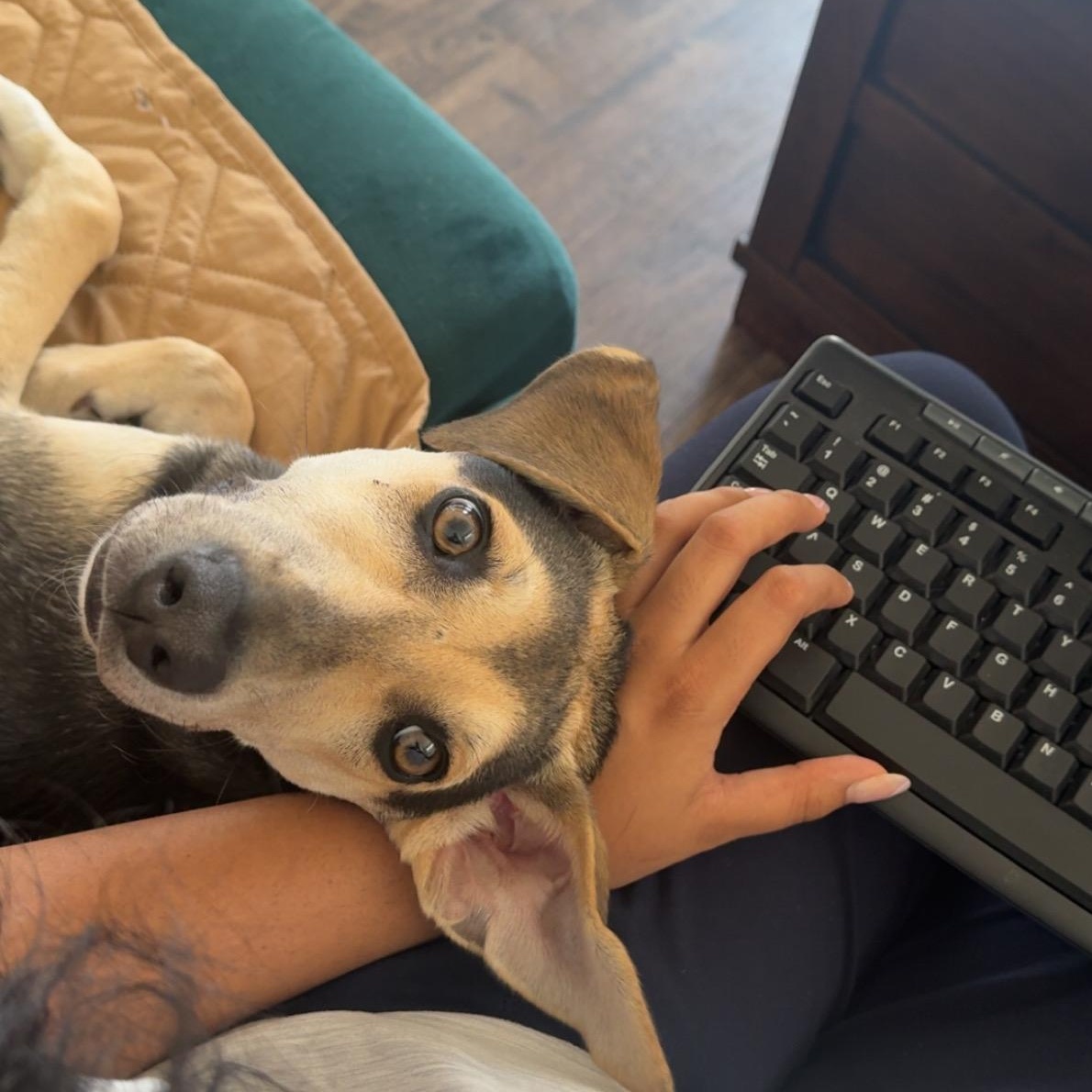 Rain, a Adoptable mixed breed in Little Rock, AR image 5/6