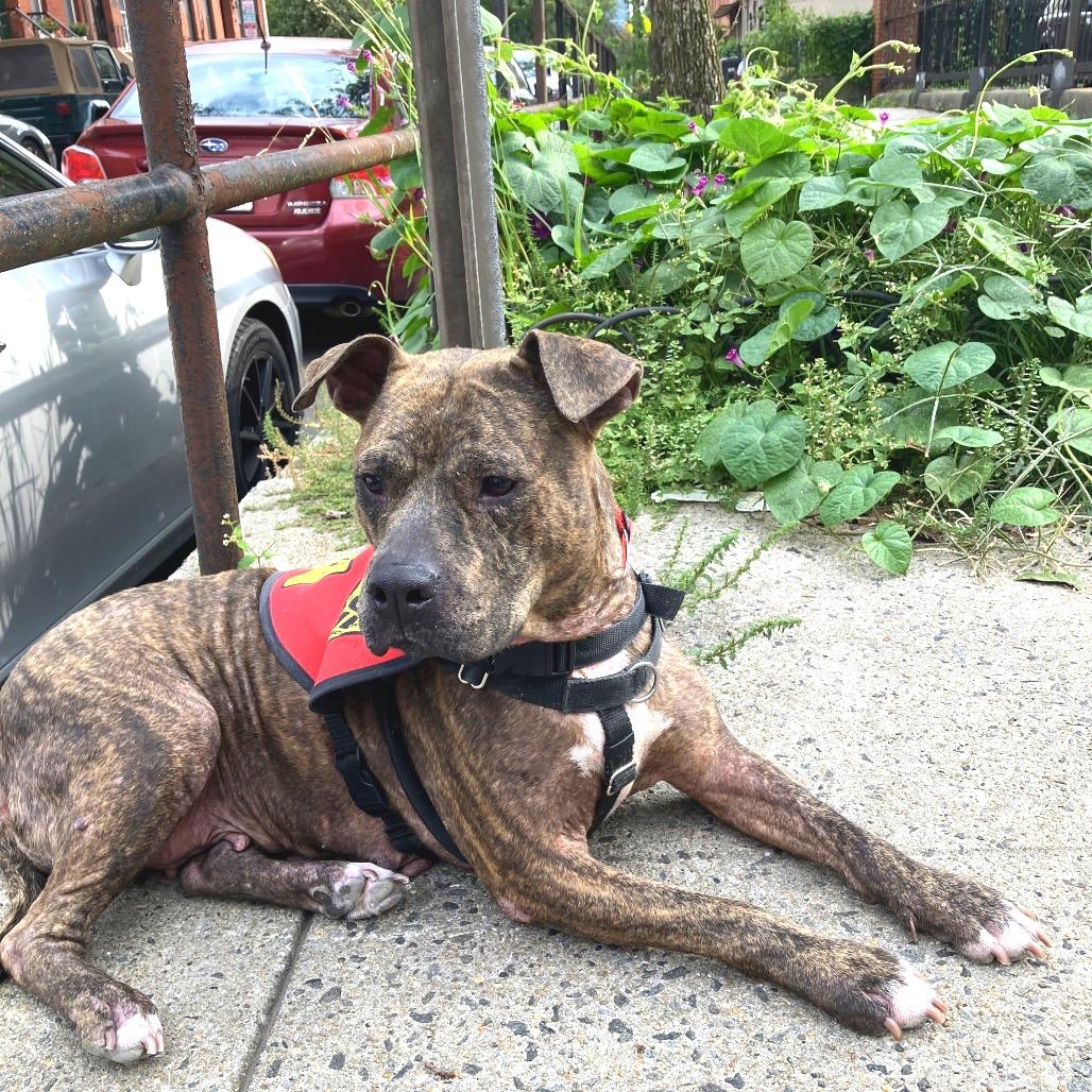 Enlarge Xena, a Adoptable mixed breed in Jersey City, NJ image 1/6