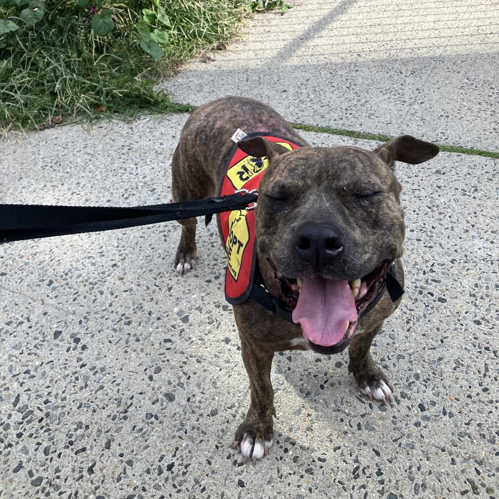 Enlarge Xena, a Adoptable mixed breed in Jersey City, NJ image 4/6