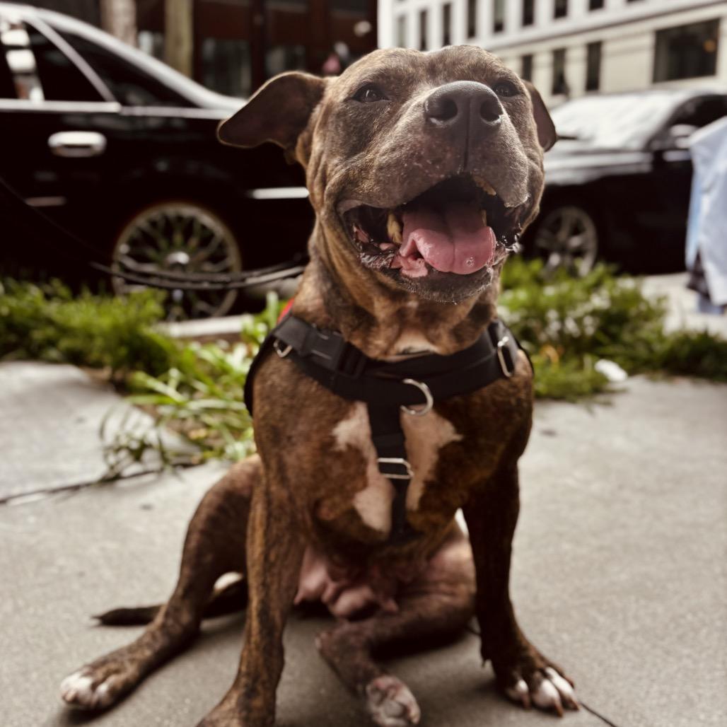 Enlarge Xena, a Adoptable mixed breed in Jersey City, NJ image 4/6