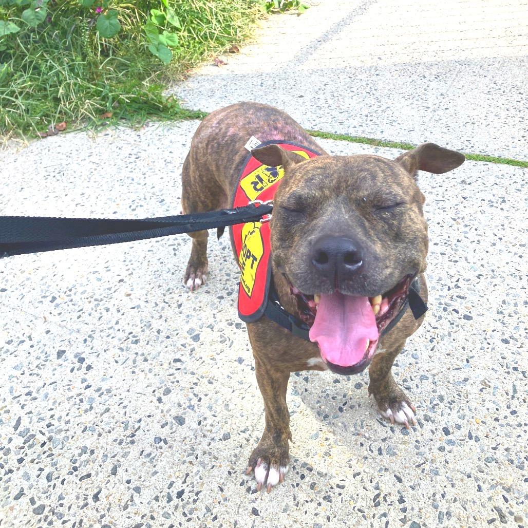 Enlarge Xena, a Adoptable mixed breed in Jersey City, NJ image 5/6
