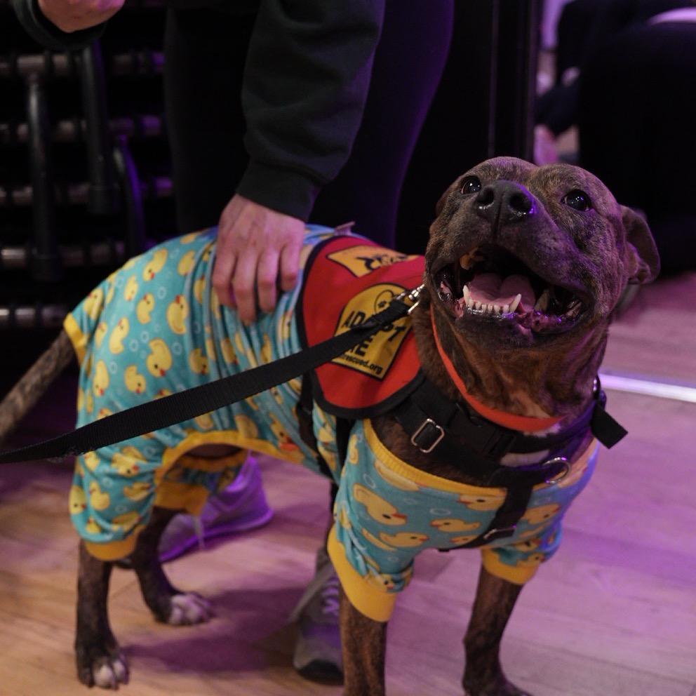 Enlarge Xena, a Adoptable mixed breed in Jersey City, NJ image 6/6