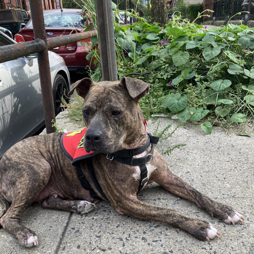 Enlarge Xena, a Adoptable mixed breed in Jersey City, NJ image 6/6