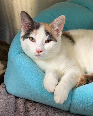 Enlarge Sassy, a Adoptable American Shorthair in Scituate, MA image 1/1