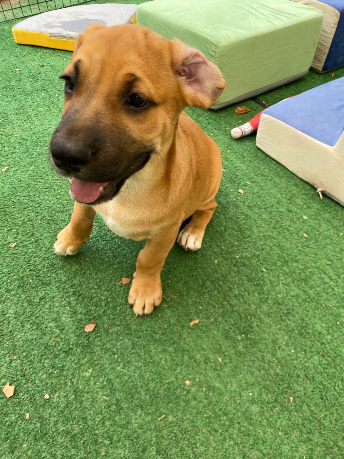 Enlarge Colin (Bridgerton), a Adoptable mixed breed in Austin, TX image 3/6