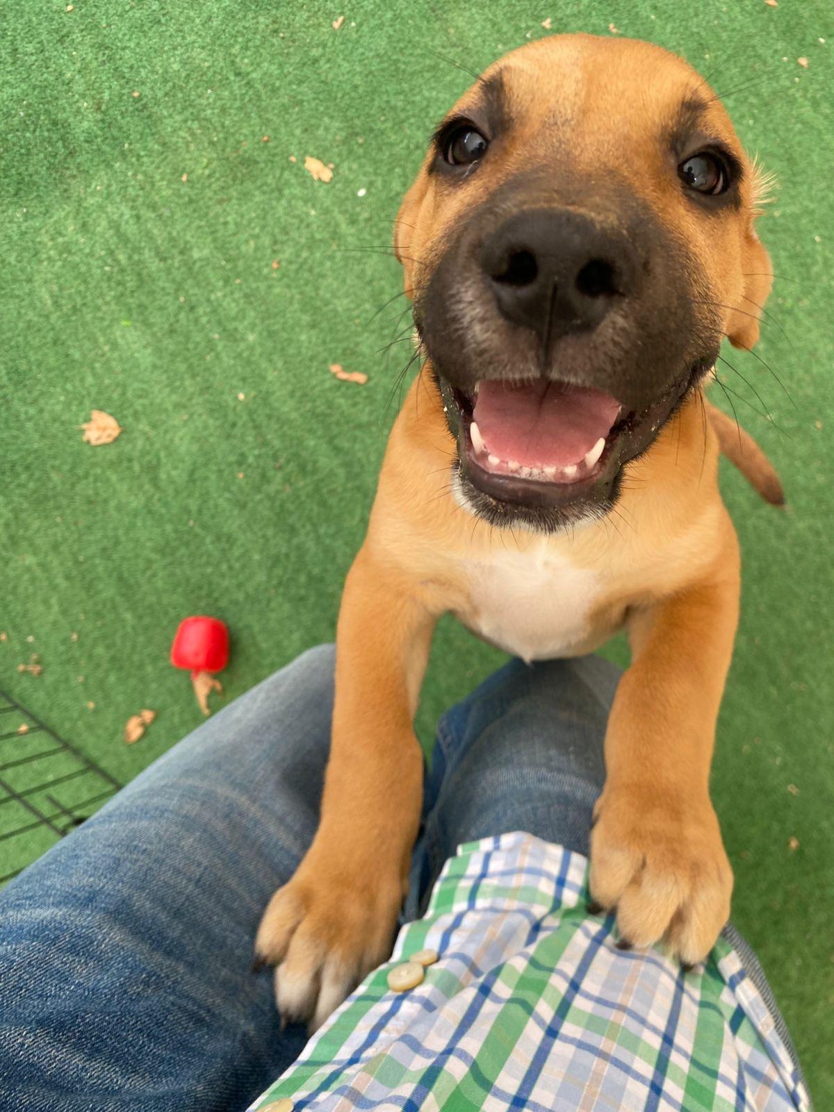 Enlarge Colin (Bridgerton), a Adoptable mixed breed in Austin, TX image 2/6