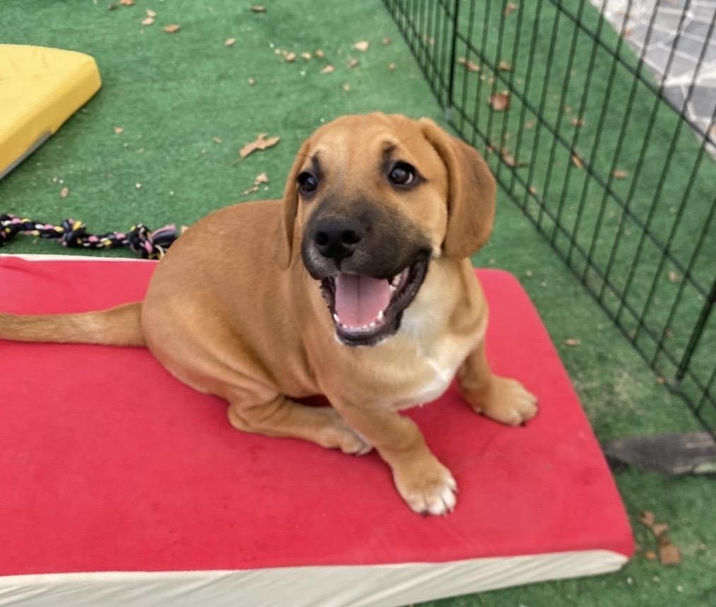 Enlarge Colin (Bridgerton), a Adoptable mixed breed in Austin, TX image 1/6