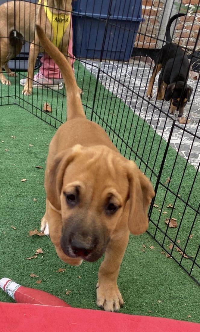 Enlarge Colin (Bridgerton), a Adoptable mixed breed in Austin, TX image 4/6
