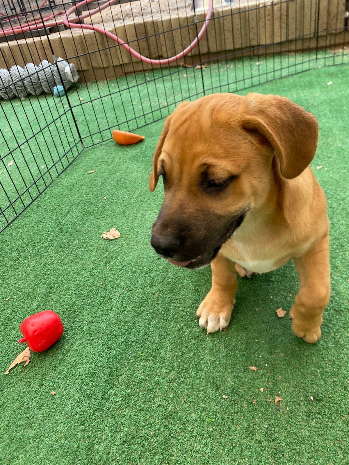 Enlarge Colin (Bridgerton), a Adoptable mixed breed in Austin, TX image 5/6