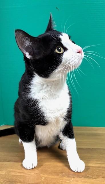 Enlarge Ringo, a ADOPTABLE Domestic Short Hair in Hawk Point, MO image 1/4