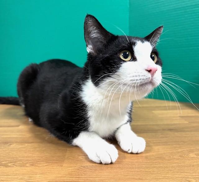 Enlarge Ringo, a ADOPTABLE Domestic Short Hair in Hawk Point, MO image 4/4