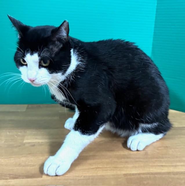 Enlarge Ringo, a ADOPTABLE Domestic Short Hair in Hawk Point, MO image 2/4